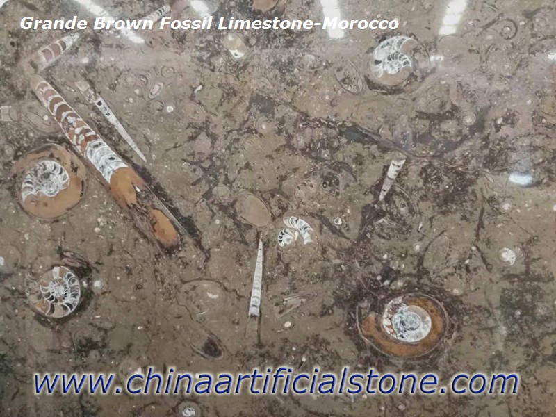 Grande Brown Fossil Limestone Marble